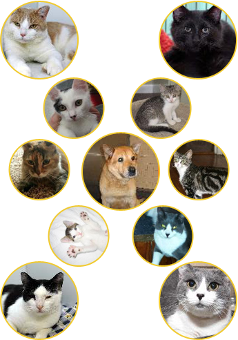 Dog and Cats
